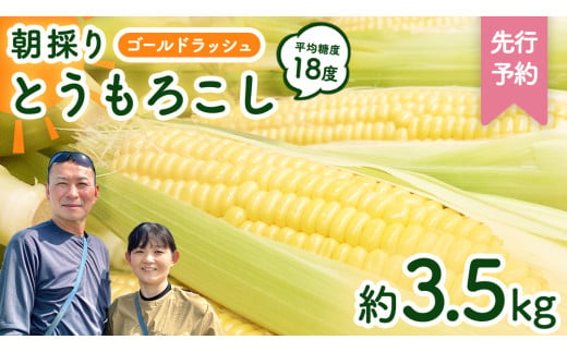 【先行予約 令和7年 6月下旬 以降発送 】 朝採り とうもろこし （ ゴールドラッシュ ） 約 3.5kg トウモロコシ 朝採り 甘い 新鮮 スイートコーン コーン 野菜 極甘 岩田さん 2025 [AX058ya]