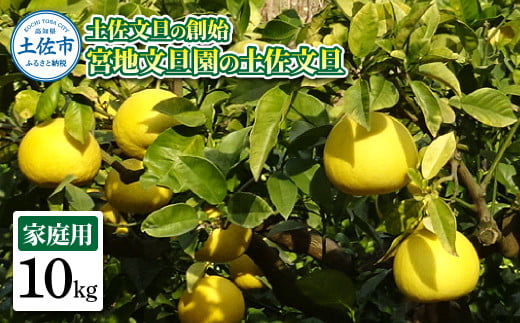 土佐文旦の創始 宮地文旦園の土佐文旦 家庭用2L 約10キロ 20~22個入り 10kg ぶんたん ブンタン フルーツ 柑橘 みかん 果物 くだもの 柑橘類 デザート プレゼント ギフト 贈り物