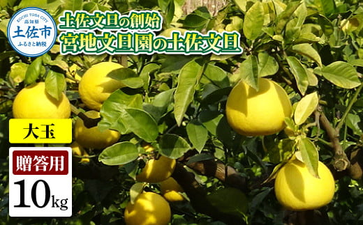 土佐文旦の創始 宮地文旦園の土佐文旦 贈答用3L 大玉 約10キロ 16~19個入り 10kg ぶんたん ブンタン フルーツ 柑橘 みかん 果物 くだもの 柑橘類 デザート プレゼント ギフト