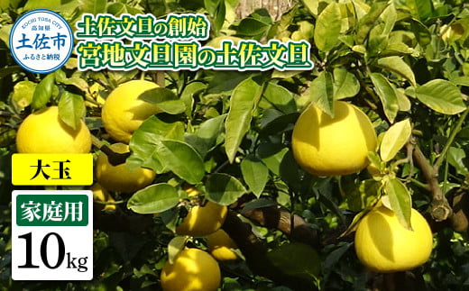 土佐文旦の創始 宮地文旦園の土佐文旦 家庭用3L 大玉 約10キロ 16~19個入り 10kg ぶんたん ブンタン フルーツ 柑橘 みかん 果物 くだもの 柑橘類 デザート プレゼント ギフト