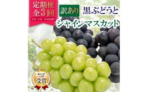 ＜発送月固定定期便＞＜訳アリ＞山梨の黒ぶどう2種類・シャインマスカット全3回【4063716】