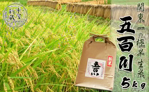 《令和６年産》【米屋新蔵】関東一の極早生米『五百川』５kg　[0013-0035] 397958 - 千葉県鴨川市