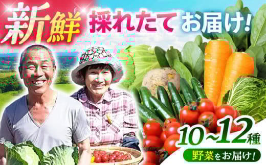 諫早のんのこ彩菜・詰め合わせ 10～12品目程度 / 季節 旬 野菜 やさい 春野菜 夏野菜 秋野菜 セット 詰め合わせ / 諫早市 / 肥前グローカル株式会社 [AHDI005] 237638 - 長崎県諫早市