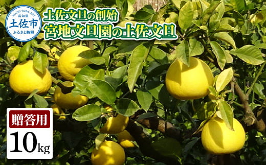 土佐文旦の創始 宮地文旦園の土佐文旦 贈答用2L 約10キロ 20~22個入り 10kg ぶんたん ブンタン フルーツ 柑橘 みかん 果物 くだもの 柑橘類 デザート プレゼント ギフト 贈り物