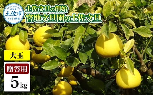 土佐文旦の創始 宮地文旦園の土佐文旦 贈答用3L 大玉 約5キロ 7~9個入り 5kg ぶんたん ブンタン フルーツ 柑橘 みかん 果物 くだもの 柑橘類 デザート プレゼント ギフト 贈り物