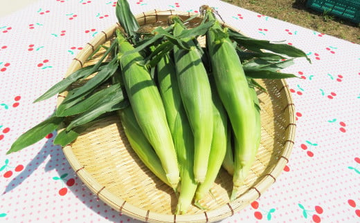 【体験期間毎年7月上旬～8月上旬限定】竹田市菅生のスイートコーン！その場でガブリ！収穫体験～お1人様5本持ち帰れる！～（1チケット15名様チケット） 1974258 - 大分県竹田市