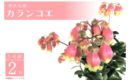 【2025年2月より順次発送】須貝花園　カランコエ 2鉢(5号鉢)｜花 お花 季節の花 カランコエ 鉢 鉢植え 茨城県 行方市(C-15) 1984308 - 茨城県行方市