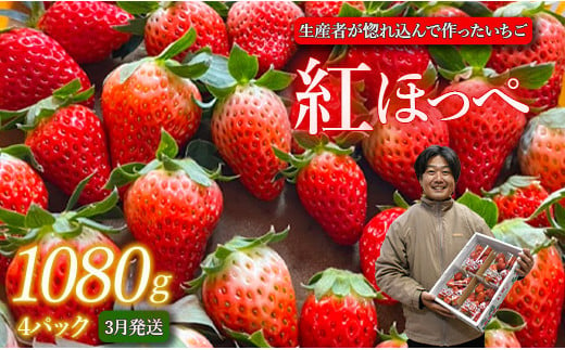 生産者が惚れ込んで作るいちご【3月発送】いちご 1080g 270g×4 イチゴ 苺 ストロベリー 紅ほっぺ べにほっぺ 送料無料 取り寄せ おすすめ 人気 プレゼント ギフト 国産 内容量 予約受付 選べる 贈答 お好み 定期 美味しい 果物 茨城 2025年分 予約受付 鉾田 村田農園 紅ほっぺの村田 1979360 - 茨城県鉾田市