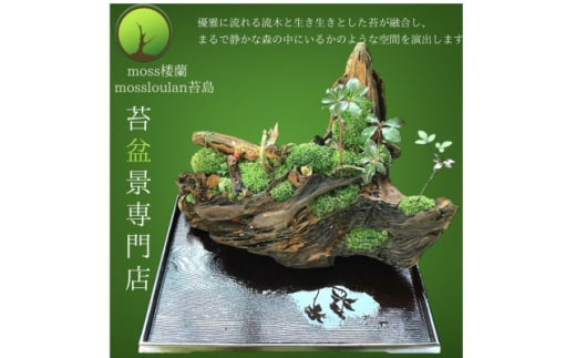 苔盆景流木山水画は、自然の美しさを凝縮した、心が和むアイテムです。【1432690】 1032371 - 愛知県豊川市