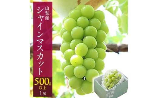 ＜2025年度先行予約＞山梨市 シャインマスカット 1房(500g以上) クール便でお届け【1176566】
