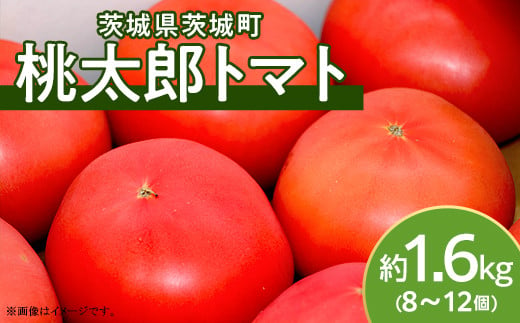 568 桃太郎トマト 約1.6kg 8～12個 品種 ブライト 甘み 糖度 6度以上 先行予約 【3～5月発送予定】