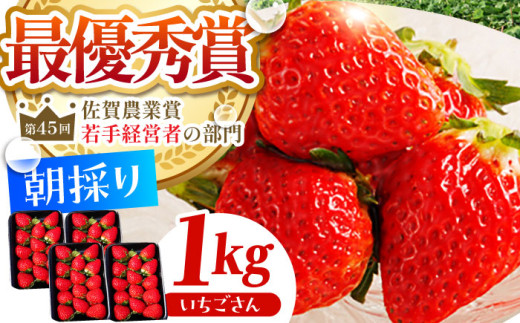 【農薬0への挑戦】【2～4月発送】朝摘みいちご いちごさん 1kg（250g×4パック）【むらおか農園】 [HAF023] / いちご 苺 イチゴ 果物 くだもの フルーツ いちごさん さがほのか 佐賀県 国産