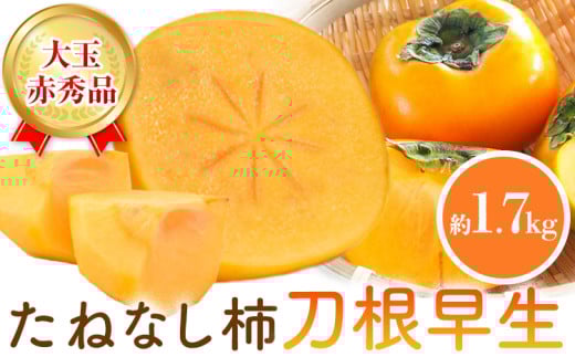 【先行予約】赤秀品 たねなし柿 ( 刀根早生 )約1.7kg (6玉) きよ農園《2025年9月中旬-11月上旬頃より発送予定(土日祝除く)》 和歌山県 日高町 柿 かき カキ 刀根早生 とねわせ フルーツ 果物 スイーツ 送料無料
