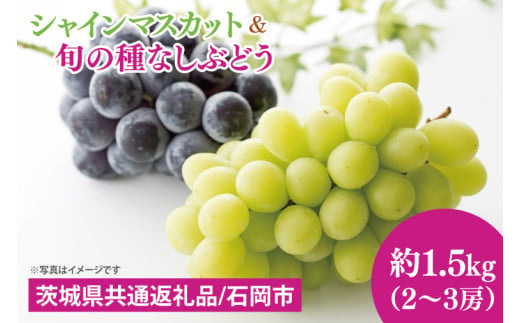 【先行予約】【2025年９月上旬～10月中旬発送】シャインマスカットと旬の種なしぶどう　1.5kg（２～３房）【茨城県共通返礼品/石岡市】【シャインマスカット ブドウ 巨峰 ビオーネ 伊豆錦 ゴルビー セット 安芸クイーン フルーツ 果物 くだもの 水戸市 水戸】（MF-3）