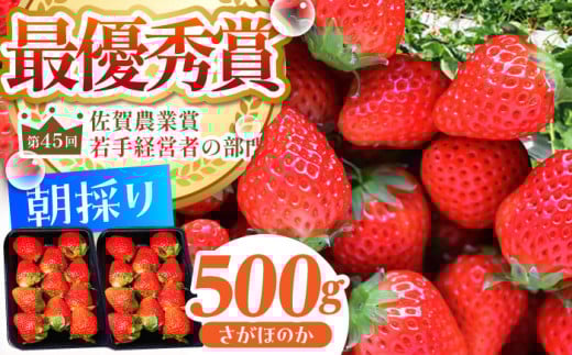 【農薬0への挑戦】【2～4月発送】朝摘みいちご ( さがほのか ) 500g ( 250g×2パック ) 【むらおか農園】 [HAF022] / いちご 苺 イチゴ 果物 くだもの フルーツ いちごさん さがほのか 佐賀県 国産 357995 - 佐賀県江北町