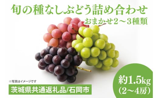 【先行予約】【2025年９月上旬～10月中旬発送】旬の種なしぶどう詰め合わせ　1.5kg（２～４房）【茨城県共通返礼品/石岡市】【ブドウ 巨峰 ビオーネ 伊豆錦 ゴルビー セット 安芸クイーン フルーツ 果物 くだもの 水戸市 水戸】（MF-1）