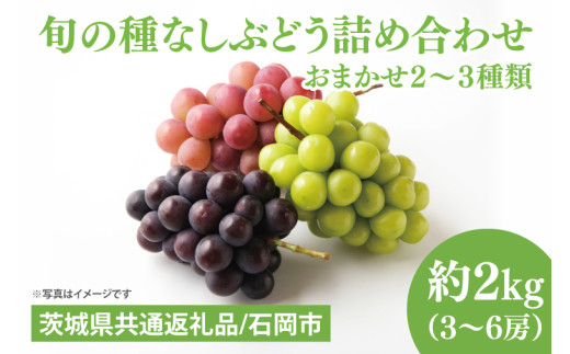 【先行予約】【2025年９月上旬～10月中旬発送】旬の種なしぶどう詰め合わせ　２kg（３～６房））【茨城県共通返礼品/石岡市】【ブドウ 巨峰 ビオーネ 伊豆錦 ゴルビー セット 安芸クイーン フルーツ 果物 くだもの 水戸市 水戸】（MF-2）