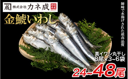 いわし 丸干し 冷凍 24〜48尾(8尾×3〜6袋) 小分け 干物 鰯 イワシ いわし 鰯 イワシ 干物 いわし 鰯 イワシ 干物 いわし 鰯 イワシ 干物 いわし 鰯 イワシ 干物 ご飯のおとも 酒の肴 酒のつまみ 海鮮 ふるさと納税いわし ふるさと納税鰯 ふるさと納税イワシ ふるさと納税干物 ふるさと納税いわし ふるさと納税干物 カネ成 金鯱いわし 愛知県 南知多