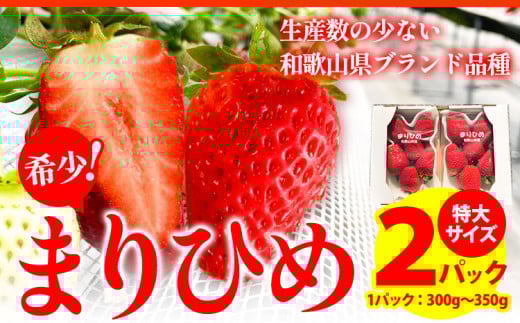 希少！まりひめ　特大サイズ　約300g～350g×2パック きよ農園《2026年1月中旬-3月下旬頃出荷》和歌山県 日高町 いちご 苺 まりひめ フルーツ 果物 スイーツ 送料無料 