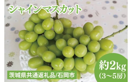 【先行予約】【2025年９月上旬～10月中旬発送】シャインマスカット約２kg（３～５房）【茨城県共通返礼品/石岡市】（MF-7）