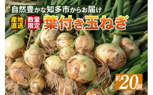 葉付き玉ねぎ ／ 野菜 たまねぎ タマネギ 愛知県