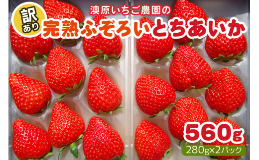 [訳あり] 完熟ふぞろい とちあいか 560g《2025年4月以降に順次発送》｜訳あり品 栃木県産 矢板市産 いちご イチゴ 苺 フルーツ 果物 産地直送 数量限定 期間限定 先行受付 [0616] 1979463 - 栃木県矢板市