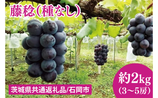 【先行予約】【2025年7月下旬～8月中旬発送】藤稔（種なし）約２kg（３～５房）【茨城県共通返礼品/石岡市】（MF-8）