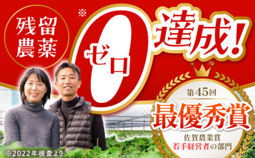 朝摘みいちご いちごさん 1kg（250g×4パック）【むらおか農園】 [HAF023] / いちご 苺 イチゴ 果物