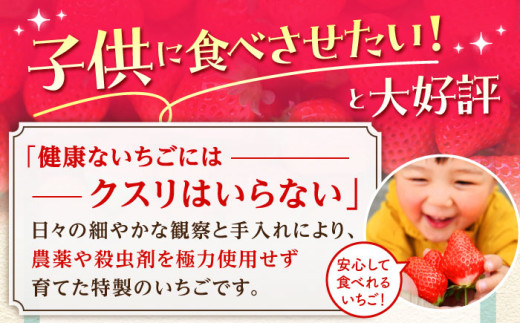 朝摘みいちご いちごさん 1kg（250g×4パック）【むらおか農園】 [HAF023] / いちご 苺 イチゴ 果物