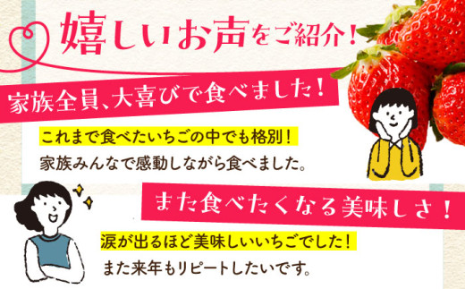 朝摘みいちご いちごさん 1kg（250g×4パック）【むらおか農園】 [HAF023] / いちご 苺 イチゴ 果物