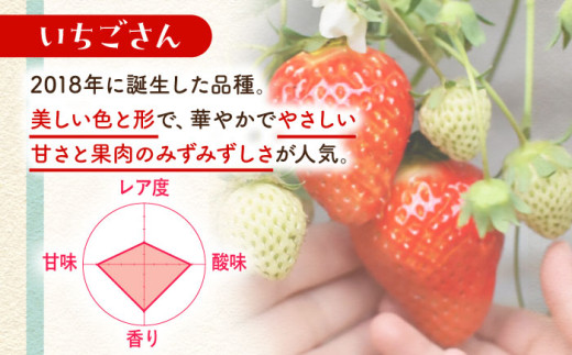 朝摘みいちご いちごさん 1kg（250g×4パック）【むらおか農園】 [HAF023] / いちご 苺 イチゴ 果物