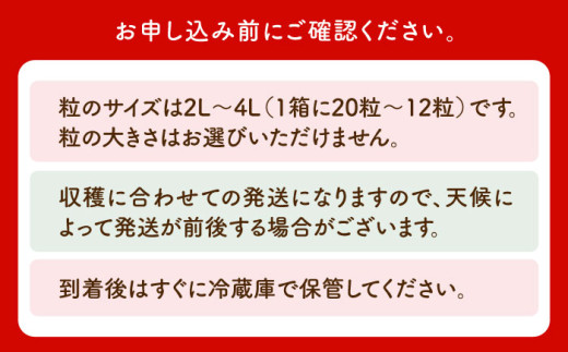 いちご イチゴ 苺 朝摘み 贈答 贈り物 プレゼント ギフト 農家直送 産地直送 果物 フルーツ 佐賀 佐賀県産