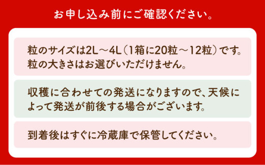 いちご イチゴ 苺 朝摘み 贈答 贈り物 プレゼント ギフト 農家直送 産地直送 果物 フルーツ 佐賀 佐賀県産