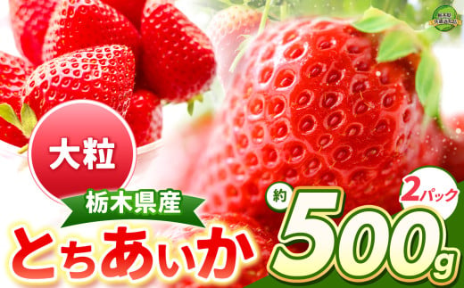 とちあいか 大粒 500g | 果物 くだもの フルーツ 野菜 やさい ヤサイ 苺 イチゴ いちご とちあいか 新鮮 甘い 数量 限定 美味しい 果物 共通返礼品 フルーツ デザート 栃木県 那珂川町 送料無料