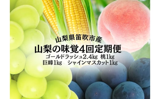 ＜25年発送先行予約＞山梨の味覚定期便　全4回　ゴールドラッシュ　桃　巨峰　シャインマスカット 167-141 1979489 - 山梨県笛吹市