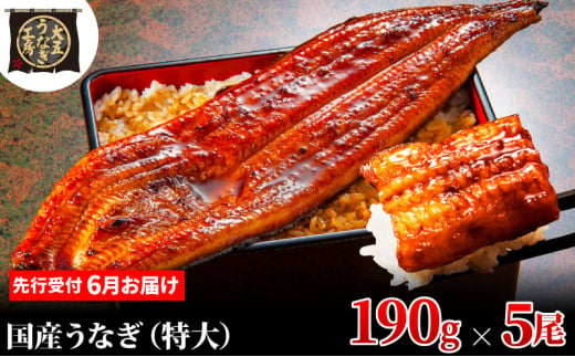 [№5695-1895]先行受付 【6月上旬配送】 うなぎ蒲焼 190g×5尾(950g) うなぎ 鰻 蒲焼 蒲焼き 大五通商 静岡 島田市 1967103 - 静岡県島田市