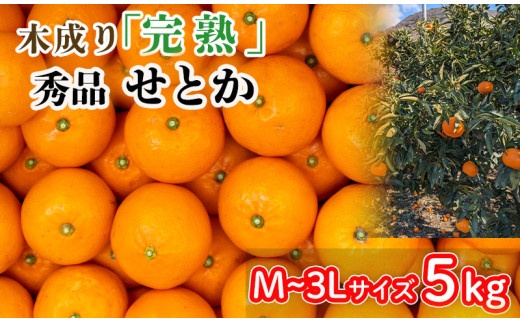 【3月から発送】 秀品 中島育ち！ 木成り完熟のせとか 5kg Mから3Lサイズ | 数量限定 果物 フルーツ 高級 みかん 蜜柑 愛媛 松山 柑橘  甘い おすすめ 愛媛 松山 1257916 - 愛媛県松山市