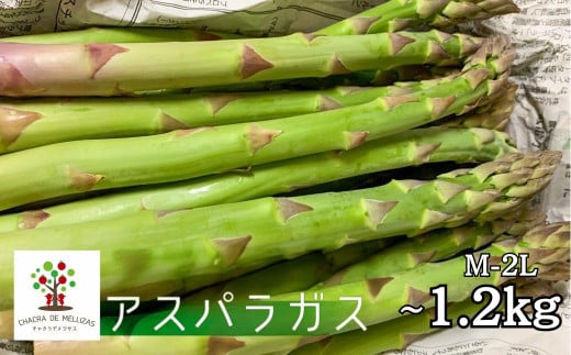 [先行予約]令和7年産 CHACRA DE MELLIZASのアスパラガス M~2L 450g 野菜 期間限定 サイズ不揃い あすぱら アスパラガス グリーン アスパラ 訳あり ワケアリ 訳アリ 飛騨市[Q1821x ]10000円 1万円