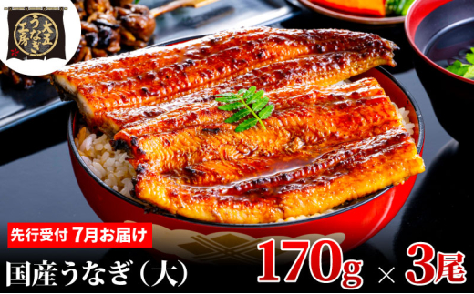 [№5695-1920]先行受付 【7月上旬配送】 うなぎ蒲焼 170g×3尾(510g) うなぎ 鰻 蒲焼 蒲焼き 大五通商 静岡 島田市 1967122 - 静岡県島田市