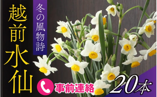 【先行予約】福井の冬の風物詩、厳冬の日本海に向かって咲く「越前水仙」2025年12月中旬より順次発送 [A-159004]  1979736 - 福井県福井市