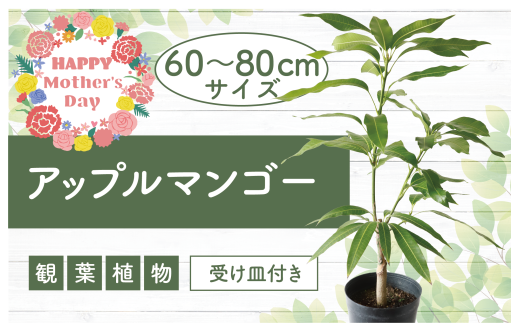 【母の日ギフト】【観葉植物】アップルマンゴー苗木60cm～80cm(アーウィン種)3～4年生苗(前園植物園/025-1362m) 南国鹿児島県で育った 観葉植物！植物 鉢付 インテリア 室内 オフィス おしゃれ プレゼント ギフト マイナスイオン【配送不可地域：北海道・沖縄県・離島】