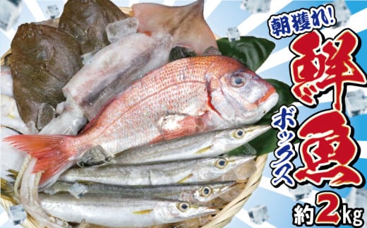 鮮魚ボックス おためしBOX ２kg  鮮魚セット 鮮魚詰め合わせ ヒラメ のどくろ ホウボウ メヒカリ イカ エビ カニ イワシ アジ カレイ 鯛 タイ 刺し身 刺身 フライ 天ぷら 塩焼き 煮付け エビ 中華 旬の魚 鮮魚  お取り寄せ グルメ 食品 魚 魚貝 ギフト 贈物 贈り物 プレゼント  詰め合わせ セット 夕飯 朝食 おかず 送料無料 ふるさと納税 千葉県 銚子市 有限会社丸忠水産