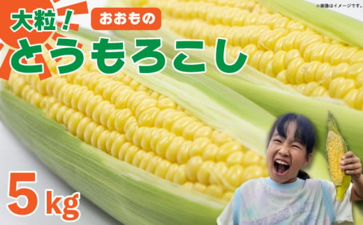 【 先行予約 】 とうもろこし 5kg スイートコーン おおもの 甘い 野菜 採れたて 夏野菜 数量限定 朝採れ 高糖度 産地直送 期間限定 新鮮 コーン 旬 サラダ 徳島県 阿波市 1323737 - 徳島県阿波市