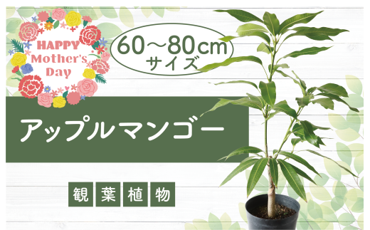 【母の日ギフト】【観葉植物】アップルマンゴー苗木60cm～80cm(アーウィン種)3～4年生苗(前園植物園/025-1362m) 南国鹿児島県で育った 観葉植物！植物 鉢付 インテリア 室内 オフィス おしゃれ プレゼント ギフト マイナスイオン【配送不可地域：北海道・沖縄県・離島】 1979834 - 鹿児島県指宿市