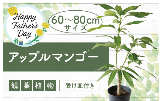 【父の日ギフト】【観葉植物】アップルマンゴー苗木60cm～80cm(アーウィン種)3～4年生苗(前園植物園/025-1362f) 南国鹿児島県で育った 観葉植物！植物 鉢付 インテリア 室内 オフィス おしゃれ プレゼント ギフト マイナスイオン【配送不可地域：北海道・沖縄県・離島】