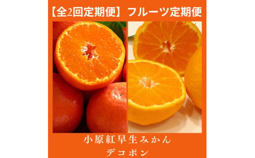 【全2回フルーツ定期便】さぬき讃フルーツ　不知火(デコポン)と小原紅早生みかん【C-28】