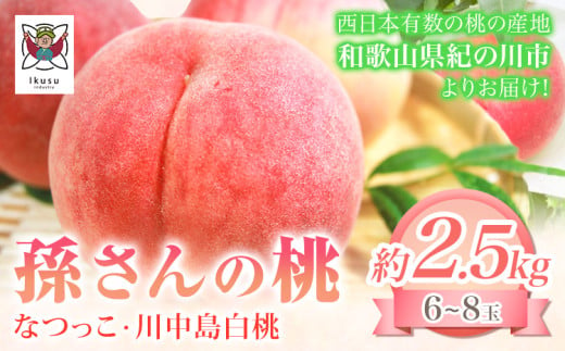 【2025年先行予約】和歌山県紀の川市産 孫さんの桃(なつっこ・川中島白桃)約2.5kg(6~8玉) イクス産業《7月上旬-8月中旬頃より出荷予定》 和歌山県 紀の川市