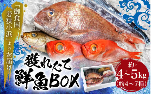 御食の国 若狭小浜より！獲れたて鮮魚BOX｜4～5kg 4～7種 1982200 - 福井県小浜市