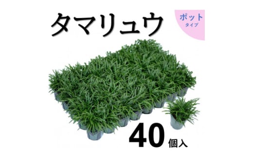 タマリュウ40個　 ポット＜三重県産＞タマリュウ専門店【1589124】