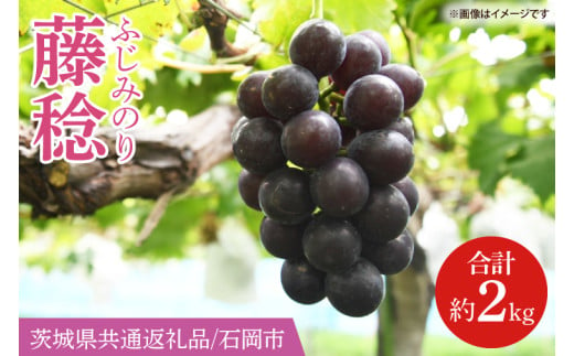 【2025年8月より順次発送】藤稔（ふじみのり） 約2kg【茨城県共通返礼品/石岡市】【葡萄 ぶどう フルーツ 果物 くだもの 水戸市 茨城県】(IT-23)